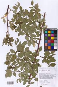 Шиповник бальзамический Besser, Восточная Европа, Нижневолжский район (E9) (Россия)