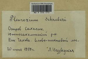 Pleurozium schreberi (Willd. ex Brid.) Mitt., Гербарий мохообразных, Мхи - Дальний Восток (без Чукотки и Камчатки) (B20) (Россия)
