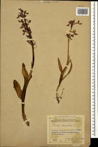 Ятрышник мужской (L.) L., Кавказ, Азербайджан (K6) (Азербайджан)