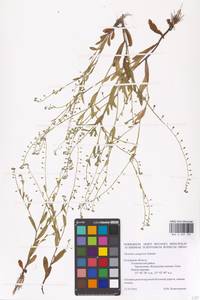 MHA 0 007 101, Myosotis laxa subsp. laxa, Восточная Европа, Центральный район (E4) (Россия)