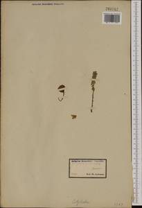 Umbilicus rupestris (Salisb.) Dandy, Западная Европа (EUR) (Великобритания)