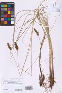 Осока двутычинковая Schrank, Восточная Европа, Московская область и Москва (E4a) (Россия)