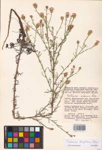 Centaurea arenaria × borysthenica, Восточная Европа, Нижневолжский район (E9) (Россия)