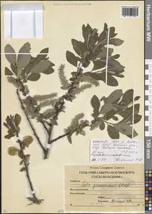 Ива ложномедемская E.L.Wolf, Кавказ, Северная Осетия, Ингушетия и Чечня (K1c) (Россия)