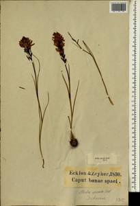 Thereianthus spicatus (L.) G.J.Lewis, Африка (AFR) (ЮАР)
