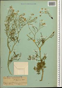 Клоповник пузырчатый L., Кавказ, Грузия (K4) (Грузия)