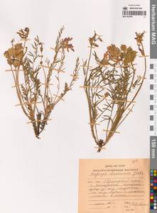 Остролодочник, Сибирь, Дальний Восток (S6) (Россия)