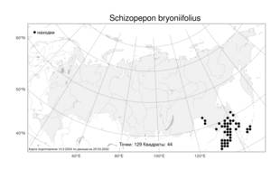 Schizopepon bryoniifolius, Схизопепон бриониелистный Maxim., Атлас флоры России (FLORUS) (Россия)