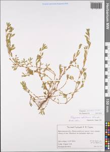 Спорыш обыкновенный вытаптываемый (Lindm.) Wissk., Восточная Европа, Центральный лесной район (E5) (Россия)