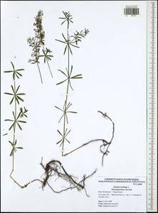 Подмаренник мягкий L., Восточная Европа, Центральный район (E4) (Россия)