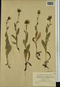 Hieracium valdepilosum subsp. raphiolepium (Nägeli & Peter) Zahn, Западная Европа (EUR) (Швейцария)