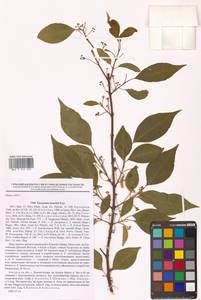 Бересклет Маака Rupr., Сибирь, Дальний Восток (S6) (Россия)