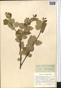 Береза пушистая Ehrh., Средняя Азия и Казахстан, Прикаспийский Устюрт и Северное Приаралье (M8) (Казахстан)