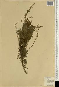 Artemisia thuscula Cav., Африка (AFR) (Испания)