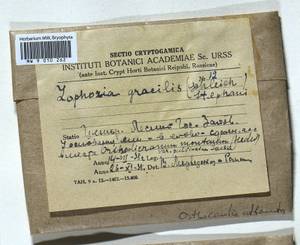 Neoorthocaulis attenuatus (Mart.) L. Söderstr., De Roo & Hedd., Гербарий мохообразных, Мхи - Центральное Нечерноземье (B6) (Россия)
