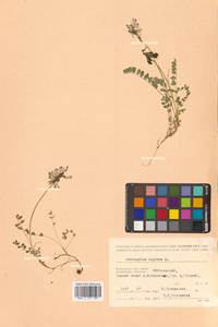 Астрагал альпийский L., Сибирь, Чукотка и Камчатка (S7) (Россия)