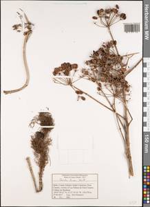 Ferula communis subsp. linkii (Webb) Reduron & Dobignard, Африка (AFR) (Испания)