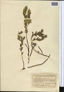 Heliotropium sibiricum (L.) J.I.M.Melo, Средняя Азия и Казахстан, Северный и Центральный Казахстан (M10) (Казахстан)
