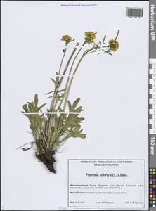 Патриния сибирская (L.) Juss., Сибирь, Якутия (S5) (Россия)