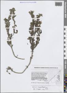 Echium angustifolium Mill., Зарубежная Азия (ASIA) (ОАЭ)