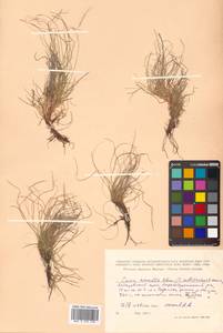 Carex callitrichos var. nana (H.Lév. & Vaniot) S.Yun Liang, L.K.Dai & Y.C.Tang, Сибирь, Дальний Восток (S6) (Россия)