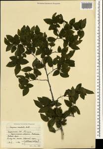 Граб восточный, Грабинник Mill., Кавказ, Абхазия (K4a) (Абхазия)