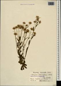 Erigeron acris subsp. acris, Кавказ, Ставропольский край, Карачаево-Черкесия, Кабардино-Балкария (K1b) (Россия)