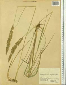 Вейник наземный (L.) Roth, Сибирь, Западная Сибирь (S1) (Россия)