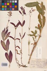 Смолевка обыкновенная, Хлопушка (Moench) Garcke, Восточная Европа, Западно-Украинский район (E13) (Украина)