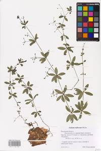 Подмаренник трехцветковый Michx., Восточная Европа, Центральный район (E4) (Россия)