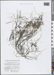 Штукения гребенчатая, Рдест гребенчатый (L.) Börner, Кавказ, Краснодарский край и Адыгея (K1a) (Россия)