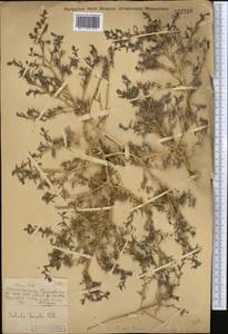 Климакоптера казахов (Iljin) Botsch., Средняя Азия и Казахстан, Муюнкумы, Прибалхашье и Бетпак-Дала (M9) (Казахстан)