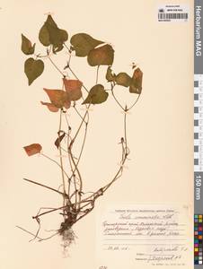 Фиалка приостренная Ledeb., Сибирь, Дальний Восток (S6) (Россия)