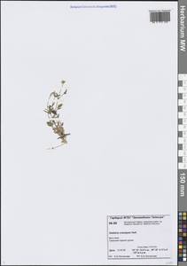 Звездчатка длинночерешковая, Сибирь, Центральная Сибирь (S3) (Россия)