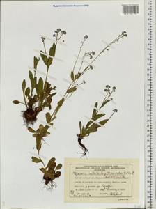 Незабудка Крылова Serg., Сибирь, Центральная Сибирь (S3) (Россия)