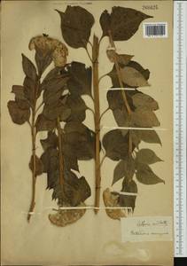 Celosia argentea f. cristata (L.) Schinz, Западная Европа (EUR) (Неизвестно)