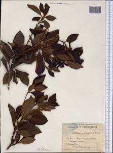Clethra cubensis A.Rich., Америка (AMER) (Куба)