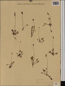 Drosera superrotundifolio-longifolia Gren., Западная Европа (EUR) (Австрия)