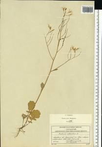 Редька дикая, Редька полевая L., Восточная Европа, Московская область и Москва (E4a) (Россия)