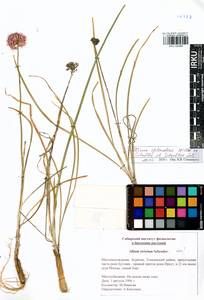 Лук блестящий Willd. ex Schult. & Schult.f., Сибирь, Прибайкалье и Забайкалье (S4) (Россия)