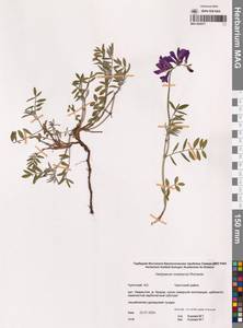Hedysarum boreale subsp. mackenziei (Richardson) S.L.Welsh, Сибирь, Чукотка и Камчатка (S7) (Россия)