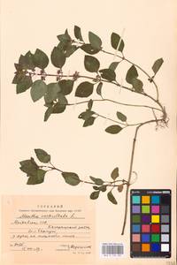 MHA 0 158 485, Mentha × verticillata L., Восточная Европа, Молдавия (E13a) (Молдавия)