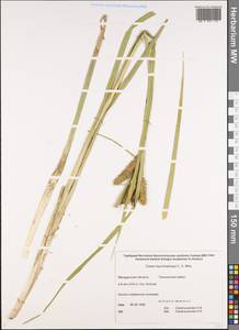 Carex utriculata Boott, Сибирь, Чукотка и Камчатка (S7) (Россия)