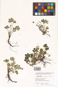 Potentilla cinerea subsp. incana (G. Gaertn., B. Mey. & Scherb.) Asch., Восточная Европа, Западно-Украинский район (E13) (Украина)