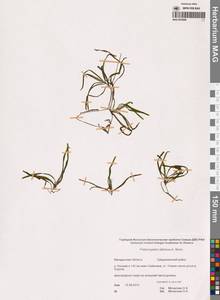 Рдест сибирский A.Benn., Сибирь, Чукотка и Камчатка (S7) (Россия)