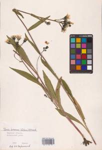 Picris japonica subsp. japonica, Сибирь, Дальний Восток (S6) (Россия)