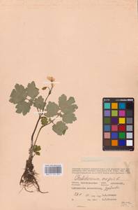 Чистотел большой L., Восточная Европа, Нижневолжский район (E9) (Россия)