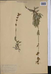 Salvia officinalis subsp. lavandulifolia (Vahl) Gams, Западная Европа (EUR) (Испания)
