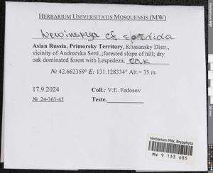Lewinskya sordida (Sull. & Lesq.) F. Lara, Garilleti & Goffinet, Гербарий мохообразных, Мхи - Дальний Восток (без Чукотки и Камчатки) (B20) (Россия)