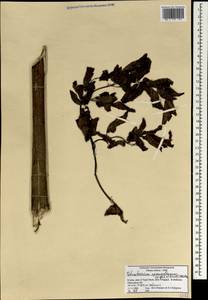 Четырехленточник Шпренгеля (Wight & Arn.) Manden., Зарубежная Азия (ASIA) (Индия)